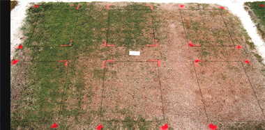 MSMA herbicide effect on Champion bermudagrass