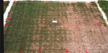 MSMA herbicide effect on FloraDwarf bermudagrass