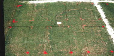 Primo PGR effect on FloraDwarf bermudagrass