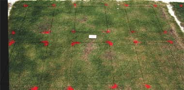 MSMA herbicide effect on Mini-Verde? bermudagrass