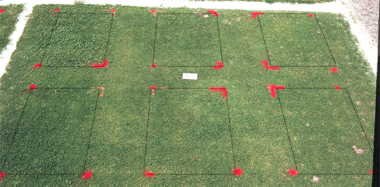 Basagran herbicide effect on PF-11 bermudagrass