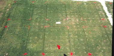 Illoxan herbicide effect on PF-11 bermudagrass