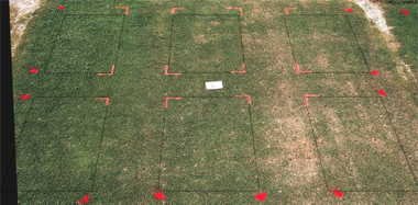 MSMA herbicide effect on PF-11 bermudagrass