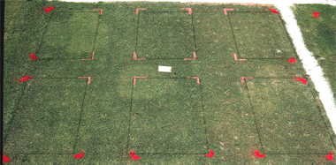 Primo PGR effect on PF-11 bermudagrass