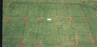 Basagran herbicide effect on Quality Dwarf bermudagrass