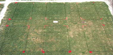 Illoxan herbicide effect on Quality Dwarf bermudagrass