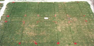 Illoxan herbicide effect on Quality Dwarf bermudagrass