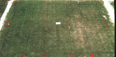 MSMA herbicide effect on Quality Dwarf bermudagrass