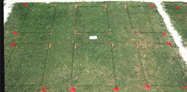 Primo PGR effect on Quality Dwarf bermudagrass