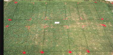 Illoxan herbicide effect on Tifdwarf (1993) bermudagrass