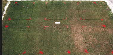 MSMA herbicide effect on Tifdwarf (1993) bermudagrass