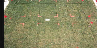 Primo PGR effect on Tifdwarf (1993) bermudagrass