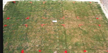 Illoxan herbicide effect on Tifdwarf (1997) bermudagrass