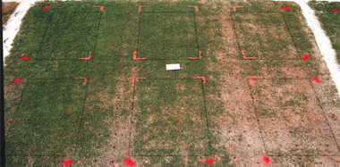 MSMA herbicide effect on Tifdwarf (1997) bermudagrass