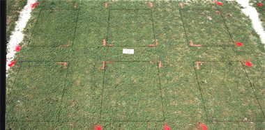 Primo PGR effect on Tifdwarf (1997) bermudagrass