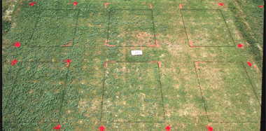 Illoxan herbicide effect on TifEagle (1993) bermudagrass