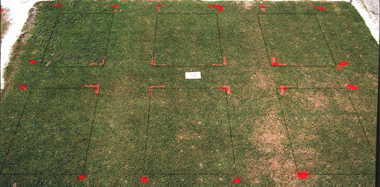 MSMA herbicide effect on TifEagle (1993) bermudagrass