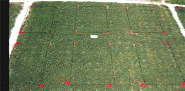 Primo PGR effect on TifEagle (1993) bermudagrass