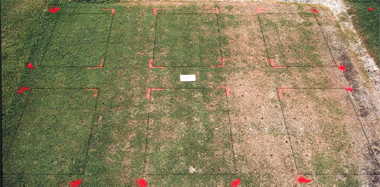 MSMA herbicide effect on TifEagle (1997) bermudagrass